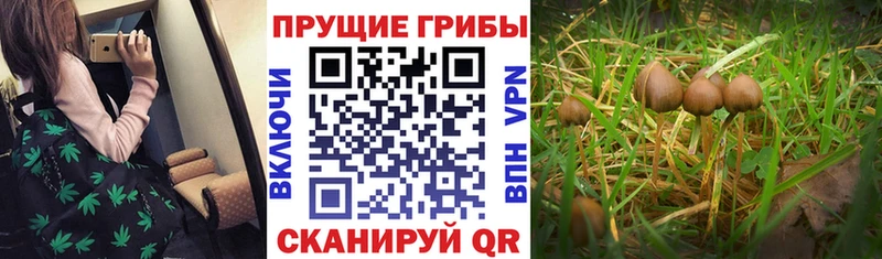 MEGA вход  Чайковский  нарко площадка формула  Галлюциногенные грибы Psilocybine cubensis 